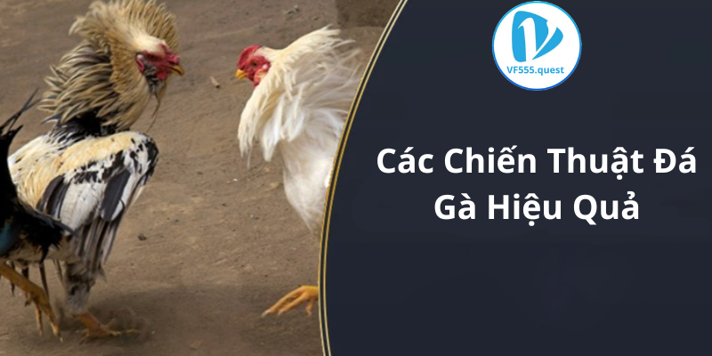 Các Chiến Thuật Đá Gà Hiệu Quả