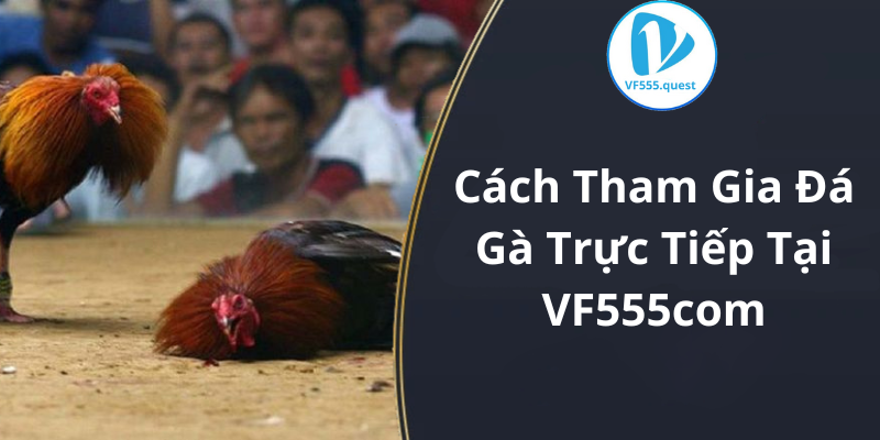 Cách Tham Gia Đá Gà Trực Tiếp Tại VF555com