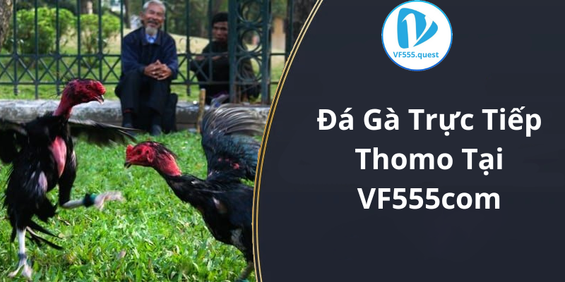 Đá Gà Trực Tiếp Thomo Tại VF555com