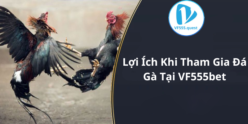 Lợi Ích Khi Tham Gia Đá Gà Tại VF555bet