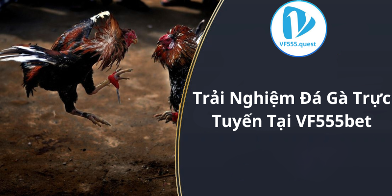 Trải Nghiệm Đá Gà Trực Tuyến Tại VF555bet