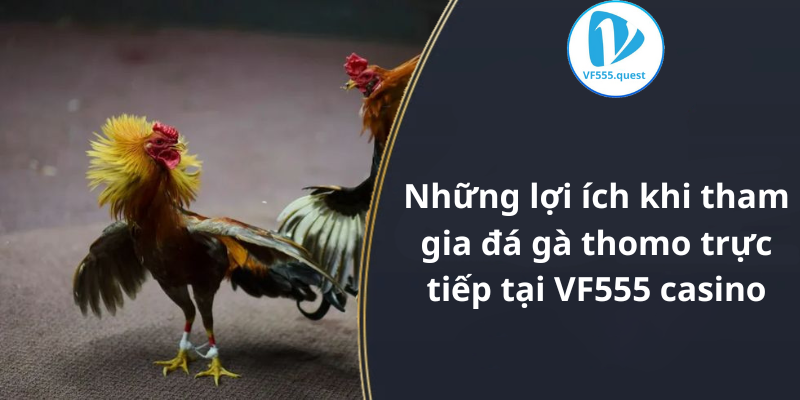 Những lợi ích khi tham gia đá gà thomo trực tiếp tại VF555 casino